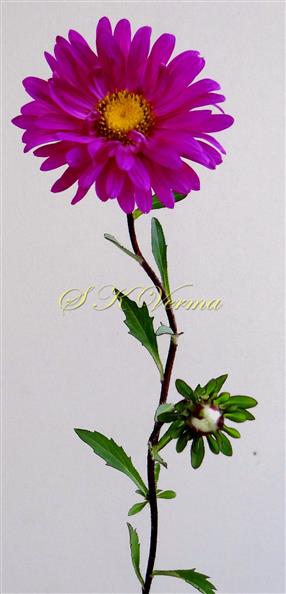 Flowering shoot